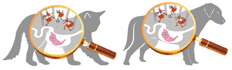 Przyczyny pasożytów w organizmie